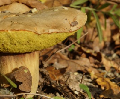 Полубелый гриб або жовтий боровик: опис, властивості
