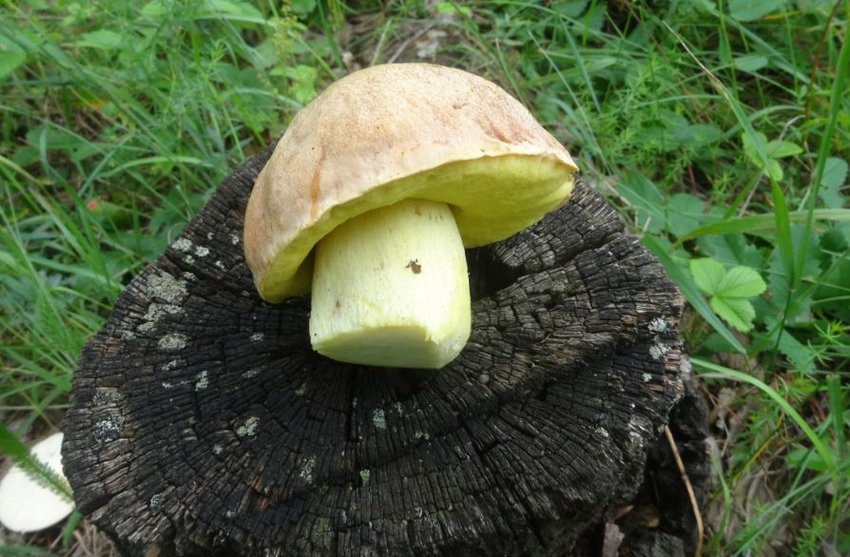Жовтий боровик Жовтий боровик