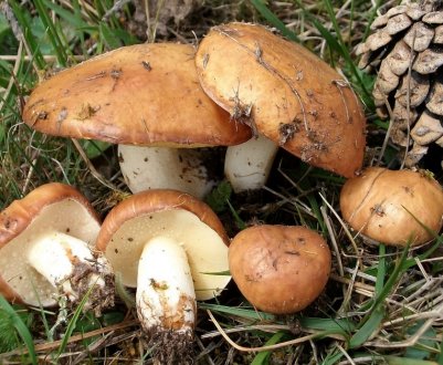 Як легко почистити маслюки від шкірки і як їх готувати