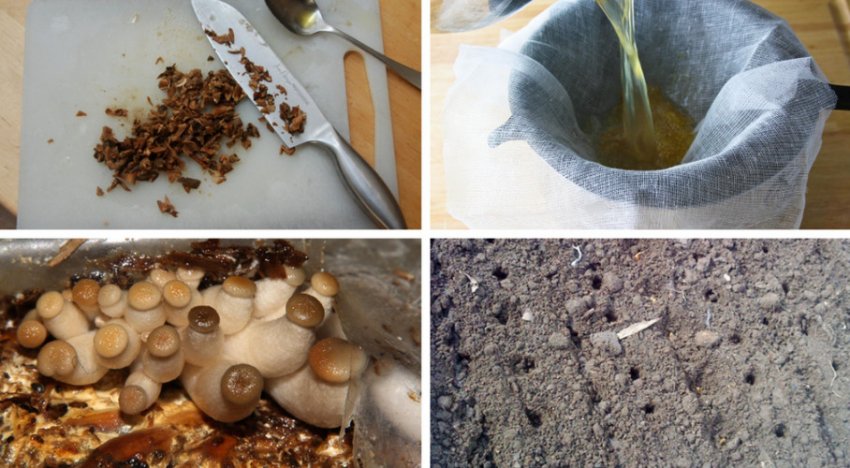 Посадка грибів