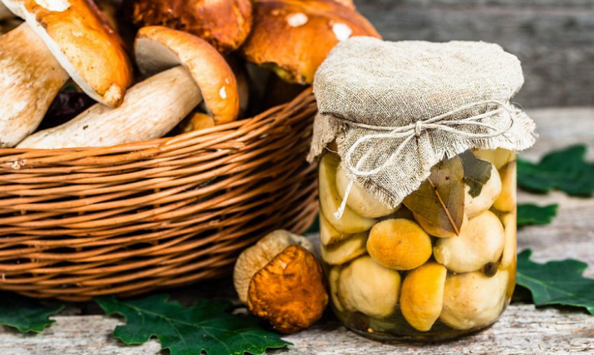 Гриб боровик