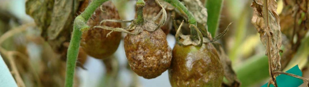 Чим обприскати помідори від фітофтори в теплиці