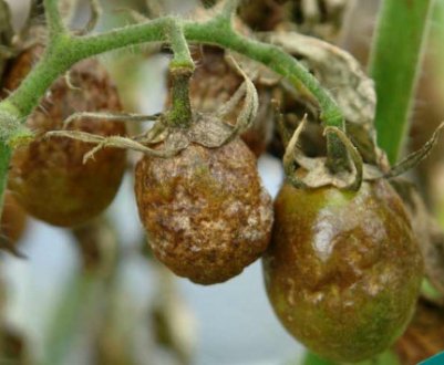 Чим обприскати помідори від фітофтори в теплиці