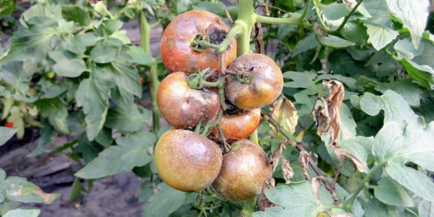 Фітофтора на помідорах