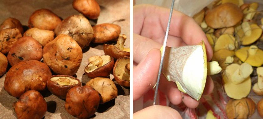 Чистка маслят Чистка маслят