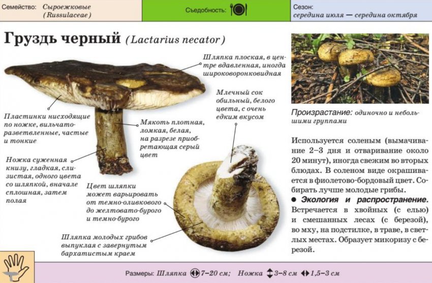когда растут белые грузди в каком месяце. . когда растут белые грузди в каком месяце фото. когда растут белые грузди в каком месяце-. картинка когда растут белые грузди в каком месяце. картинка . Места произрастания груздей находят в разных лесах России. Плодоношение обычно длится с середины лета до поздней осени. Чтобы набрать полную корзину грибов, нужно знать, куда отправляться на «тихую охоту».