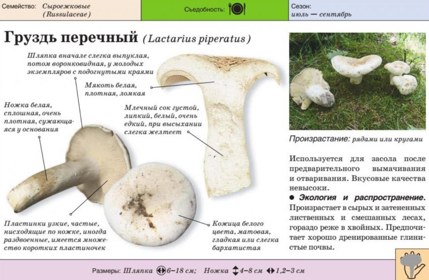 когда растут белые грузди в каком месяце. . когда растут белые грузди в каком месяце фото. когда растут белые грузди в каком месяце-. картинка когда растут белые грузди в каком месяце. картинка . Места произрастания груздей находят в разных лесах России. Плодоношение обычно длится с середины лета до поздней осени. Чтобы набрать полную корзину грибов, нужно знать, куда отправляться на «тихую охоту».