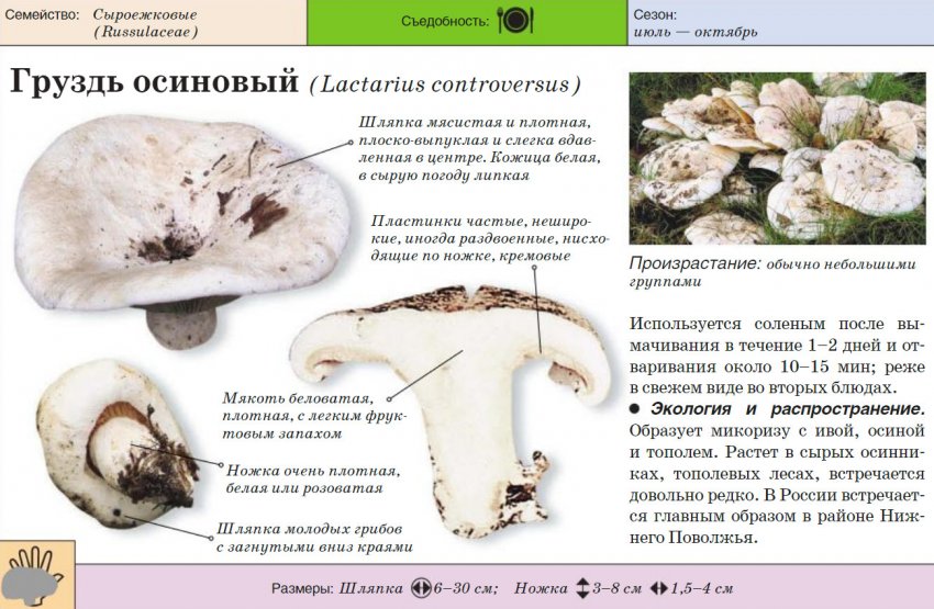 когда растут белые грузди в каком месяце. . когда растут белые грузди в каком месяце фото. когда растут белые грузди в каком месяце-. картинка когда растут белые грузди в каком месяце. картинка . Места произрастания груздей находят в разных лесах России. Плодоношение обычно длится с середины лета до поздней осени. Чтобы набрать полную корзину грибов, нужно знать, куда отправляться на «тихую охоту».