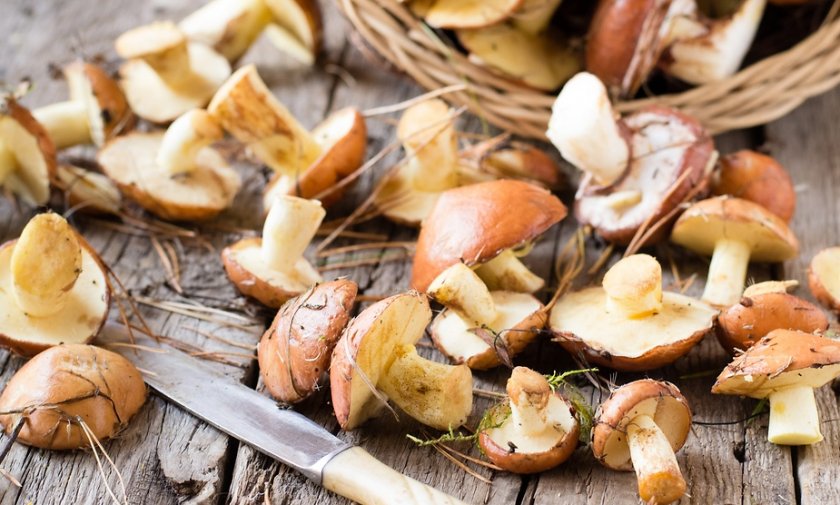 Молодые маслята Молодые маслята