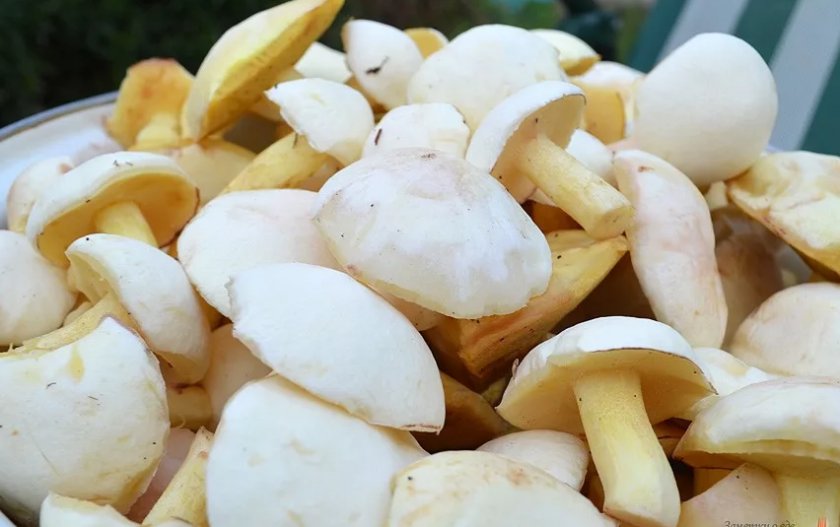 Очищенные маслята Очищенные маслята