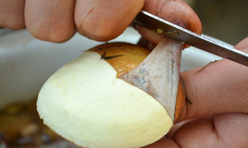 Чистка маслят ножом Чистка маслят ножом