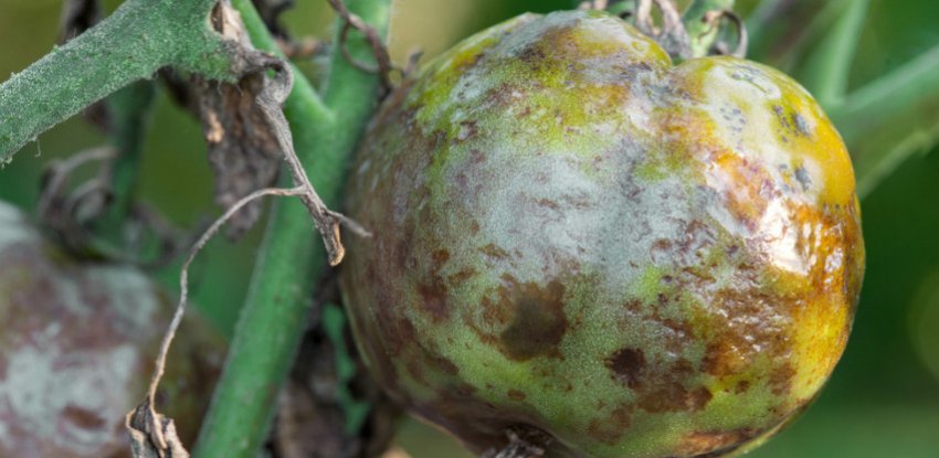 Бура гнилизна на томатах