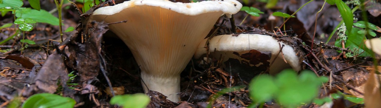 когда растут белые грузди в каком месяце. . когда растут белые грузди в каком месяце фото. когда растут белые грузди в каком месяце-. картинка когда растут белые грузди в каком месяце. картинка . Места произрастания груздей находят в разных лесах России. Плодоношение обычно длится с середины лета до поздней осени. Чтобы набрать полную корзину грибов, нужно знать, куда отправляться на «тихую охоту».