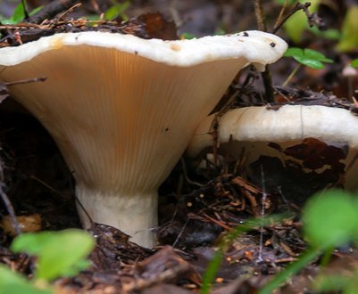 Гриби грузді, де і в яких місцях зростають, як і коли збирати