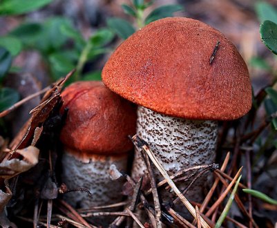 Гриби, підосичники і підберезники: первинна чистка після збору, як помити, обробка для різних способів приготування