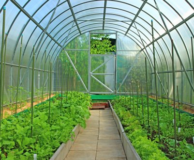 Унікальна інклюзивна теплиця відкрилася під Вінницею