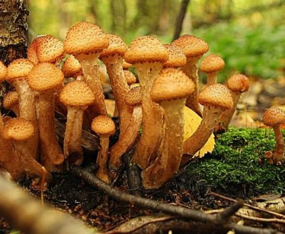 Осінні опеньки: коли ростуть, як знайти, як стимулювати зростання