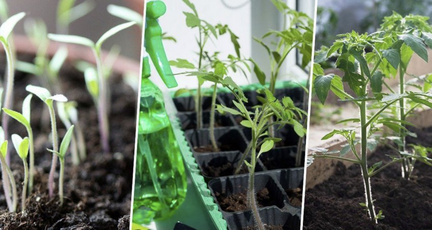 Розсада томатів Розсада томатів