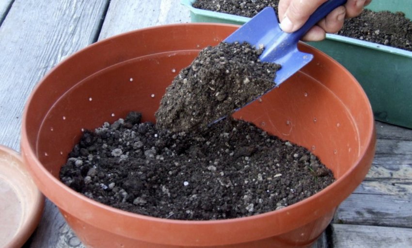 Грунт для розсади томатів Грунт для розсади томатів