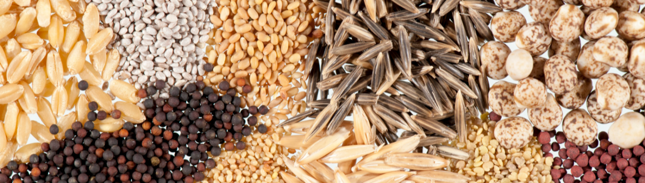 «Епіцентр К» відкрив власний насіннєвий завод у Хмельницькій області