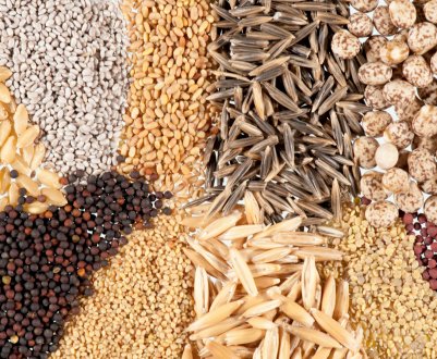 «Епіцентр К» відкрив власний насіннєвий завод у Хмельницькій області