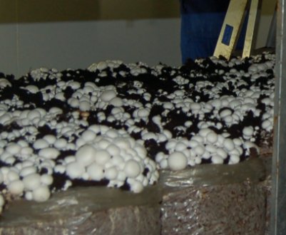 Як виростити гриби в домашніх умовах для продажу