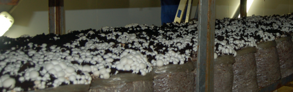 Как вырастить шампиньоны в гараже – Как организовать выращивание грибов в гараже