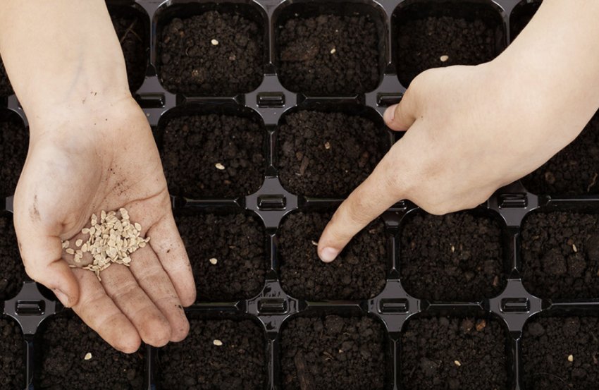 Посів насіння Посів насіння