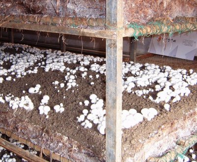 Яке обладнання потрібно для вирощування печериць