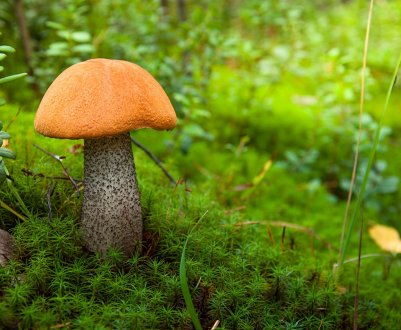 Коли починають рости гриби, підосичники