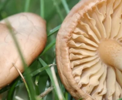 Як виглядають помилкові лучні опеньки: види, де і коли зростають