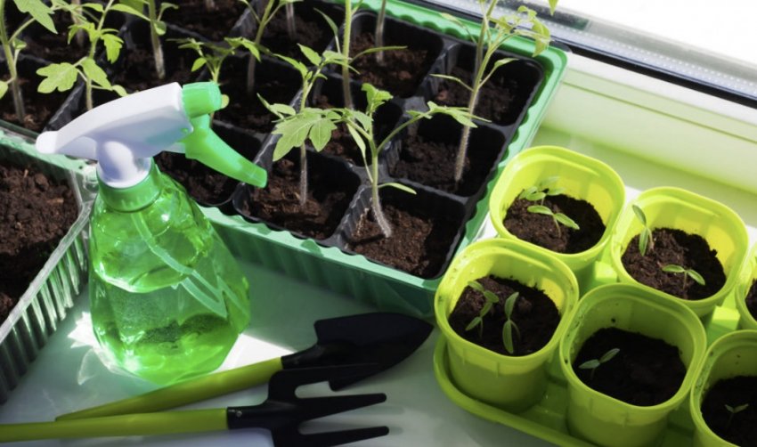 Розсада томатів Розсада томатів