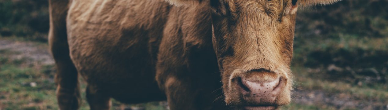 На теренах Татарстану зростає колосальна ферма