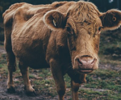 На теренах Татарстану зростає колосальна ферма