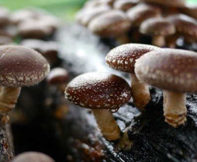 Як вирощувати в домашніх умовах гриби шиітаке