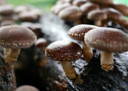 Как выращивать в домашних условиях грибы шиитаке