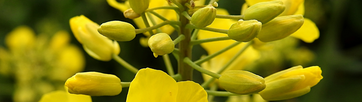 Російські аграрії націлені на олійний рекорд