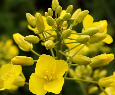 Російські аграрії націлені на олійний рекорд