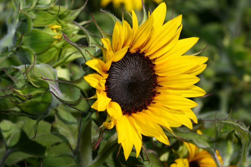 Російські аграрії націлені на олійний рекорд Російські аграрії націлені на олійний рекорд