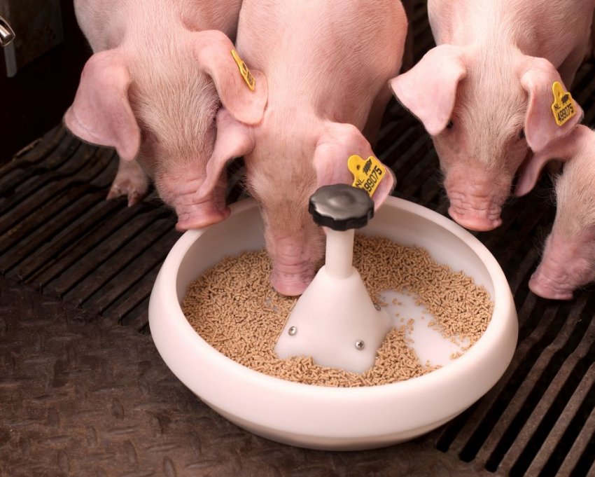 В Росії стане на один завод по виробництву комбікорму більше В Росії стане на один завод по виробництву комбікорму більше