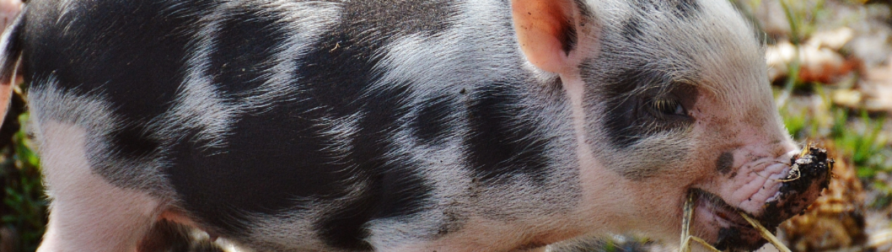 У Росії стане на один завод по виробництву комбікорму більше