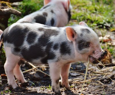 У Росії стане на один завод по виробництву комбікорму більше
