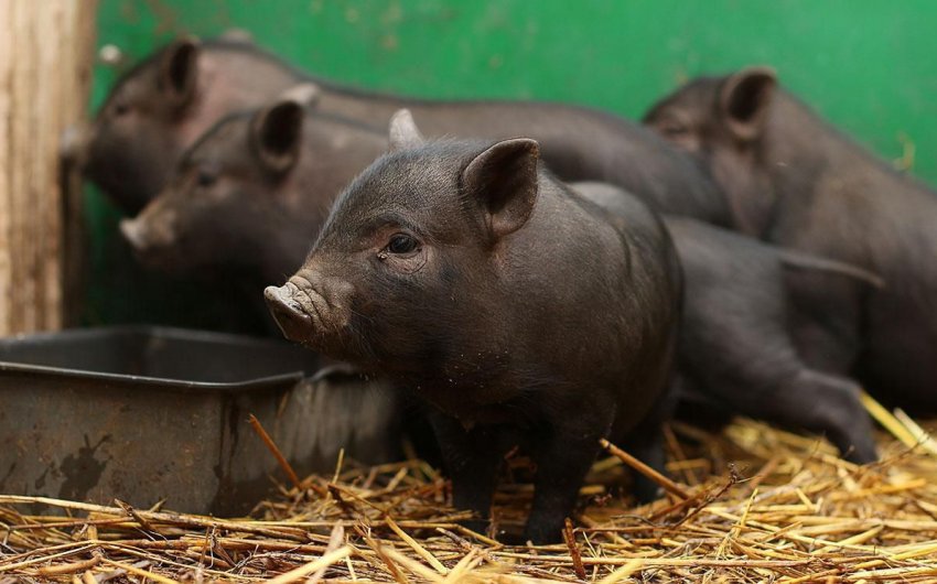 В Росії стане на один завод по виробництву комбікорму більше В Росії стане на один завод по виробництву комбікорму більше
