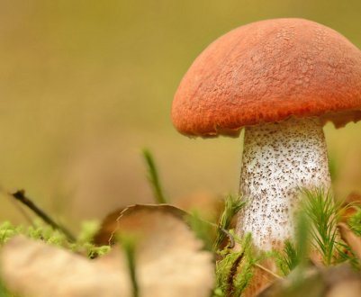 Як швидко ростуть підосичники після дощу