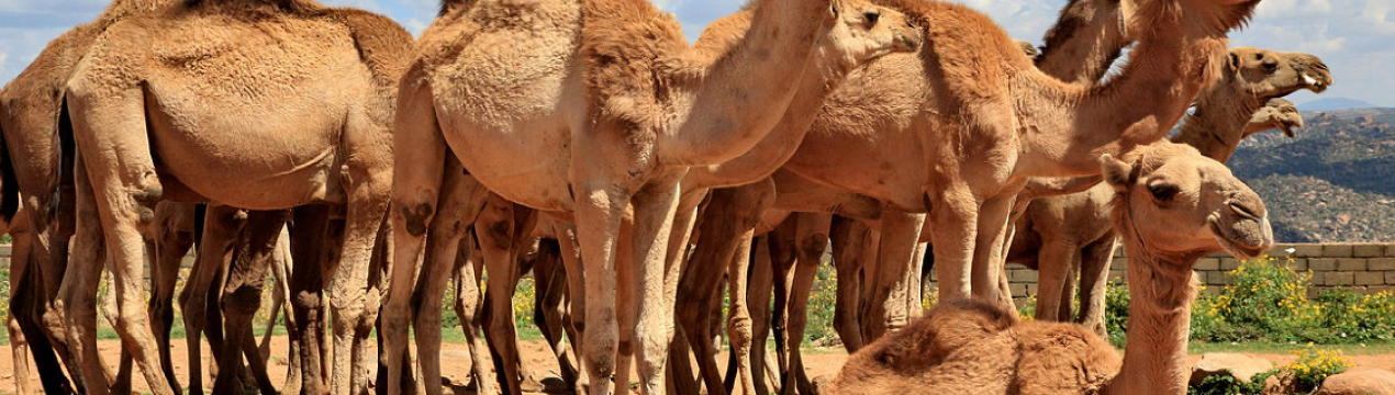Китайські гурмани застигли в очікуванні казахського верблюжого молока