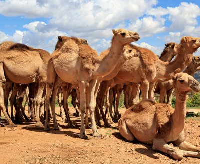 Китайські гурмани застигли в очікуванні казахського верблюжого молока