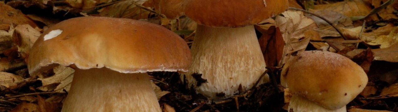 Коли зростають і де з'являються боровики в Підмосков'ї