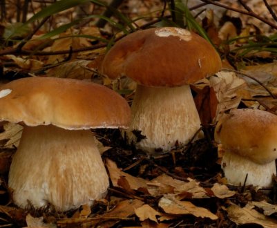 Коли зростають і де з'являються боровики в Підмосков'ї