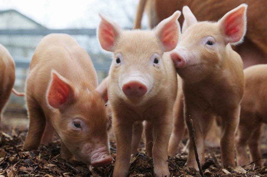 Південнокорейських свинок не вберегли від чуми