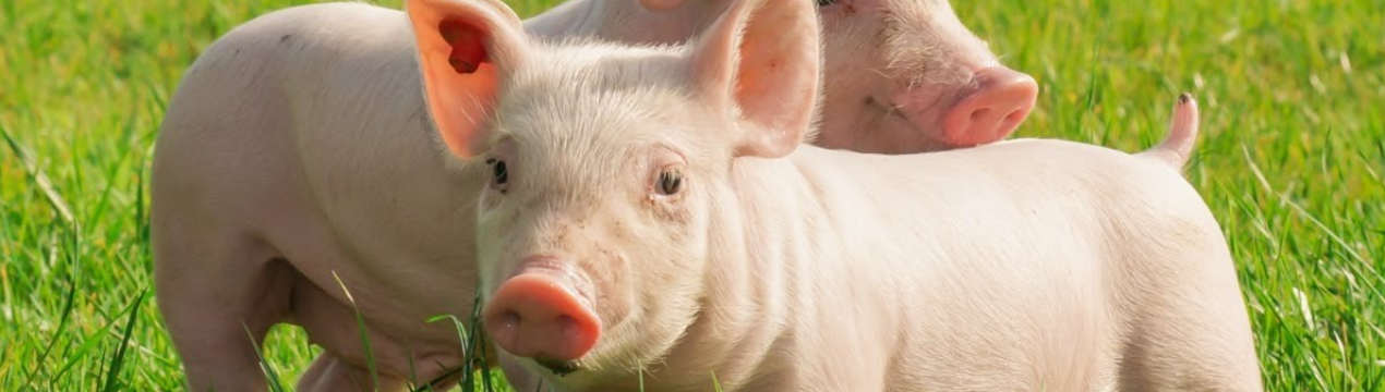 Південнокорейських свинок не вберегли від чуми